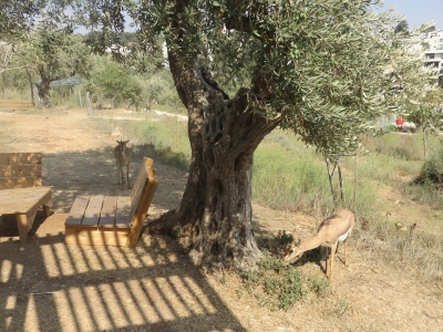 טיול לשבת: שביל המעיינות ועמק הצבאים 28.9.19